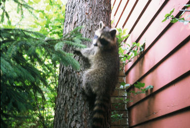 Picture shows raccoon climbing cherry tree.