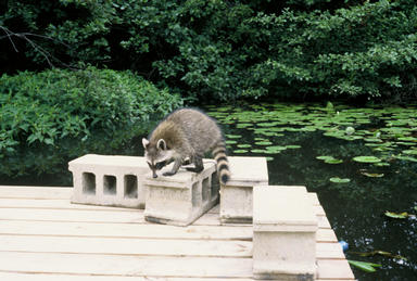 Picture shows raccoon investigating concrete blocks on a jetty.