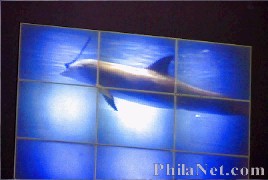 Philanet.com Dolphin