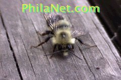 A Bumble Bee At Philanet.com